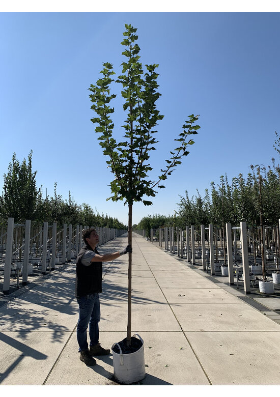 Kegelförmiger Spitzahorn 'Cleveland' | Acer platanoides 'Cleveland'