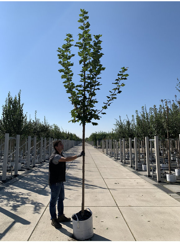 Kegelförmiger Spitzahorn 'Cleveland' | Acer platanoides 'Cleveland' Kegelförmiger Spitzahorn 'Cleveland' | Acer platanoides 'Cleveland'