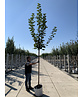 Kegelförmiger Spitzahorn 'Cleveland' | Acer platanoides 'Cleveland'