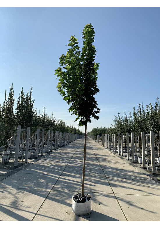 Säulenförmiger Spitzahorn 'Columnare' | Acer platanoides 'Columnare'