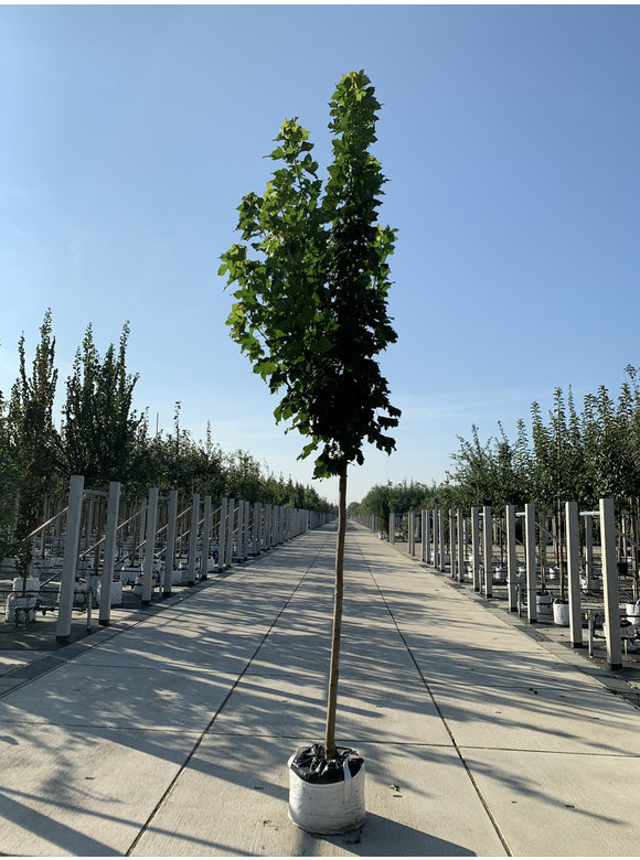 Säulenförmiger Spitzahorn 'Columnare' | Acer platanoides 'Columnare' Säulenförmiger Spitzahorn 'Columnare' | Acer platanoides 'Columnare'