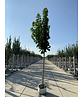 Säulenförmiger Spitzahorn 'Columnare' | Acer platanoides 'Columnare'