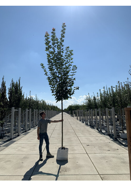 Kegelförmiger Spitzahorn 'Emerald Queen' | Acer platanoides 'Emerald Queen'