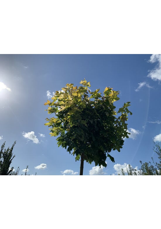 Gelber-Kugelahorn 'Golden Globe' | Acer platanoides 'Golden Globe'