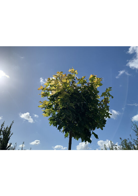 Gelber-Kugelahorn 'Golden Globe' | Acer platanoides 'Golden Globe' Gelber-Kugelahorn 'Golden Globe' | Acer platanoides 'Golden Globe'