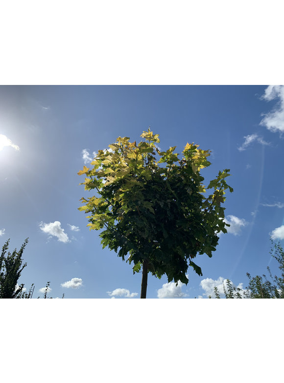 Gelber-Kugelahorn 'Golden Globe' | Acer platanoides 'Golden Globe' Gelber-Kugelahorn 'Golden Globe' | Acer platanoides 'Golden Globe'