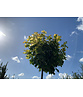 Gelber-Kugelahorn 'Golden Globe' | Acer platanoides 'Golden Globe' Gelber-Kugelahorn 'Golden Globe' | Acer platanoides 'Golden Globe'
