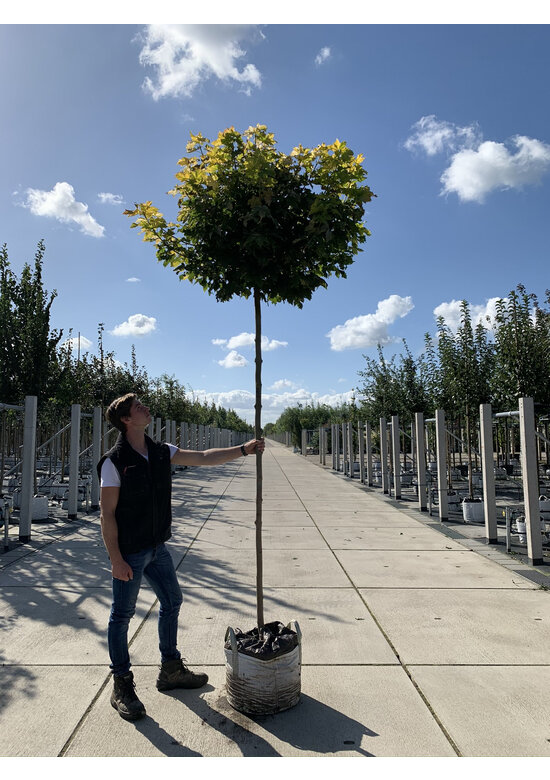 Gelber-Kugelahorn 'Golden Globe' | Acer platanoides 'Golden Globe' Gelber-Kugelahorn 'Golden Globe' | Acer platanoides 'Golden Globe'
