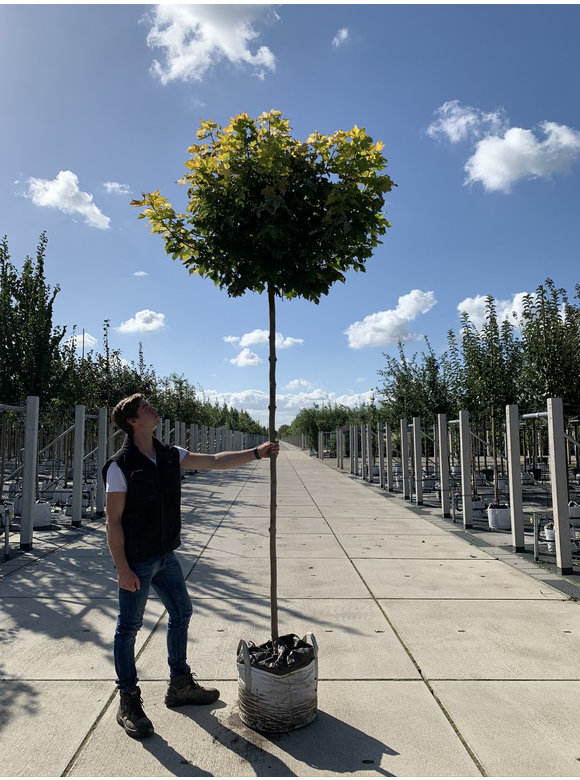 Gelber-Kugelahorn 'Golden Globe' | Acer platanoides 'Golden Globe' Gelber-Kugelahorn 'Golden Globe' | Acer platanoides 'Golden Globe'