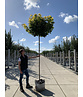 Gelber-Kugelahorn 'Golden Globe' | Acer platanoides 'Golden Globe' Gelber-Kugelahorn 'Golden Globe' | Acer platanoides 'Golden Globe'