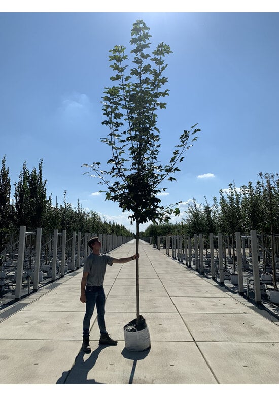 Bergahorn Hochstamm | Acer pseudoplatanus