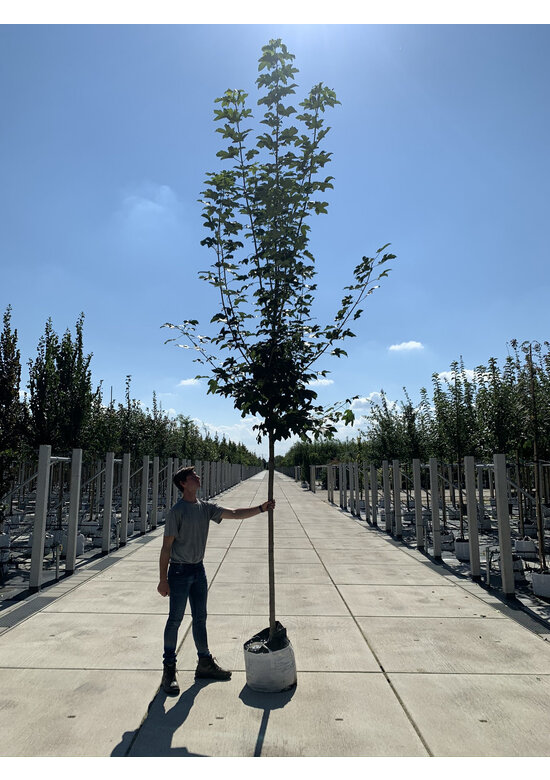 Bergahorn Hochstamm | Acer pseudoplatanus