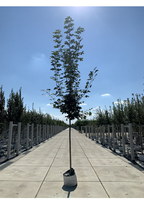 Bergahorn Hochstamm | Acer pseudoplatanus