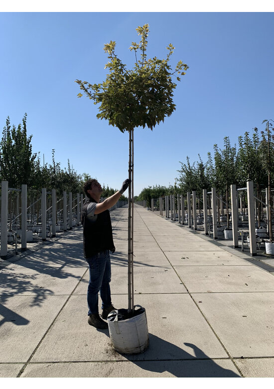 Kugel Berg-Ahorn 'Brilliantissimum' | Acer pseudoplatanus 'Brilliantissimum'