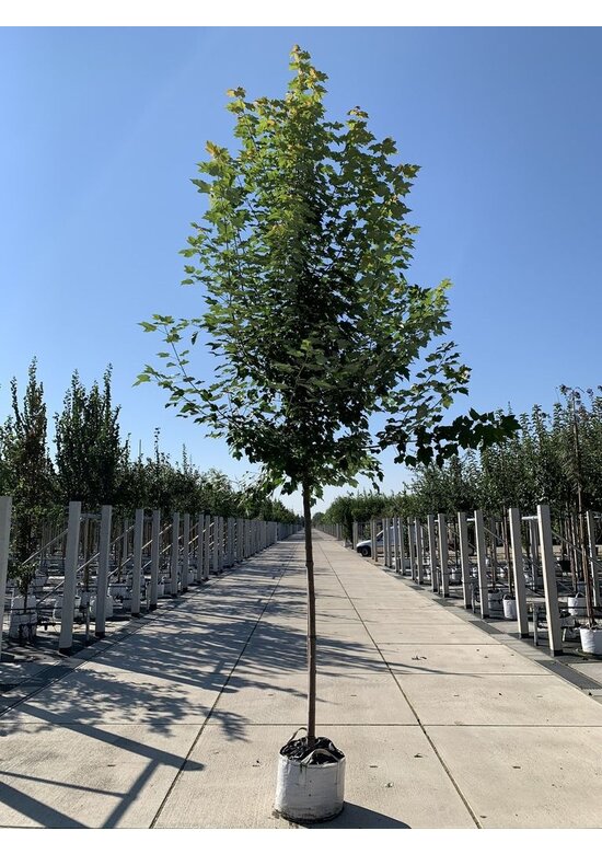 Rotahorn 'October Glory' | Acer rubrum 'October Glory'