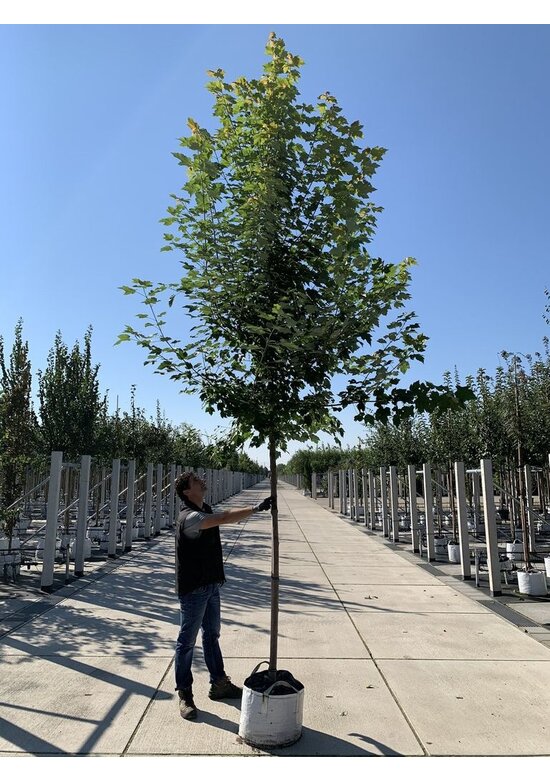 Rotahorn 'October Glory' | Acer rubrum 'October Glory'