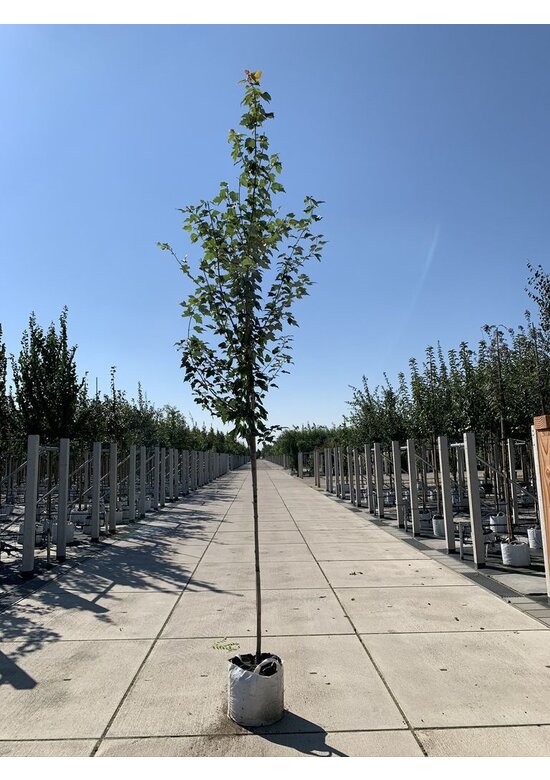 Rot-Ahorn 'Red Sunset' | Acer rubrum 'Red Sunset'