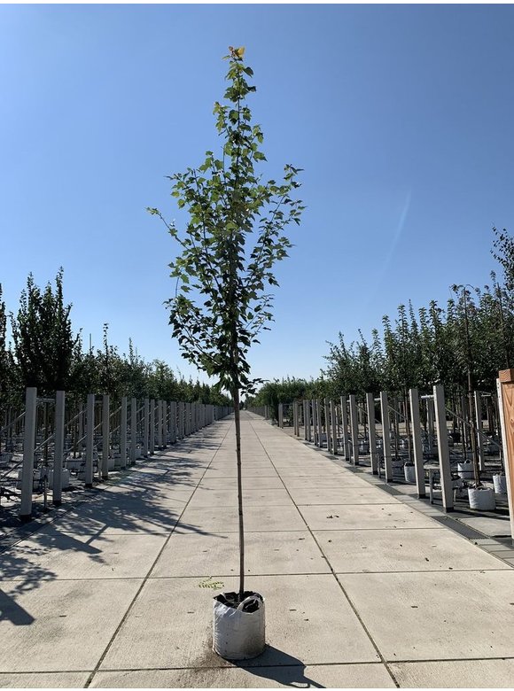 Rot-Ahorn 'Red Sunset' | Acer rubrum 'Red Sunset' Rot-Ahorn 'Red Sunset' | Acer rubrum 'Red Sunset'