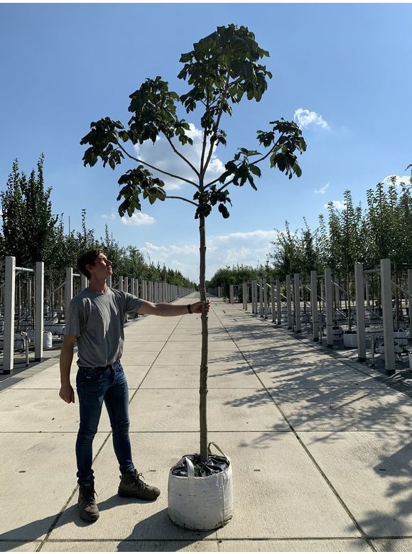 Rotblühende Edelkastanie - Scharlachkastanie - Rosskastanie 'Briotii' | Aesculus carnea 'Briotii' Rotblühende Edelkastanie - Scharlachkastanie - Rosskastanie 'Briotii' | Aesculus carnea 'Briotii'