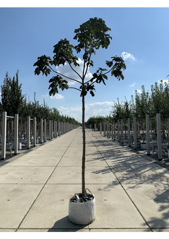 Rotblühende Edelkastanie - Rosskastanie 'Briotii' | Aesculus carnea 'Briotii'