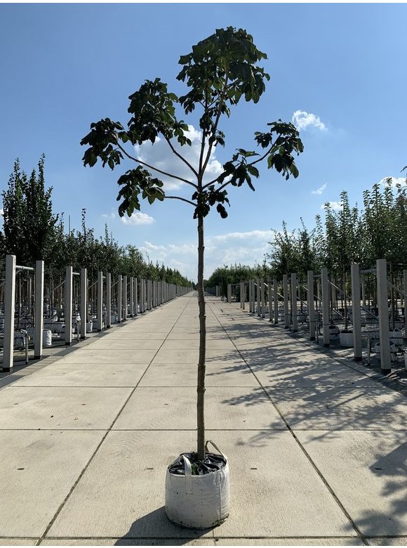 Rotblühende Edelkastanie - Scharlachkastanie - Rosskastanie 'Briotii' | Aesculus carnea 'Briotii' Rotblühende Edelkastanie - Scharlachkastanie - Rosskastanie 'Briotii' | Aesculus carnea 'Briotii'