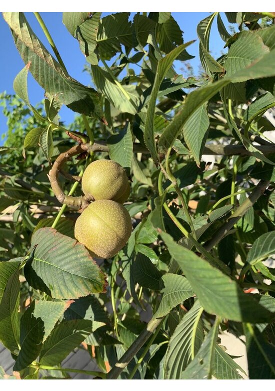 Gelbe Pavie 'Vestita' | Aesculus flava 'Vestita'