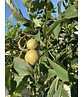 Gelbe Pavie 'Vestita' | Aesculus flava 'Vestita' Gelbe Pavie 'Vestita' | Aesculus flava 'Vestita'