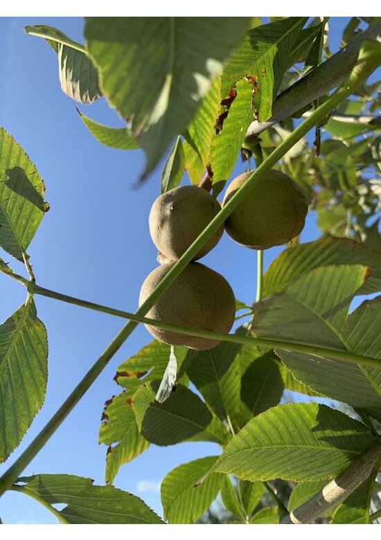 Gelbe Pavie 'Vestita' | Aesculus flava 'Vestita'