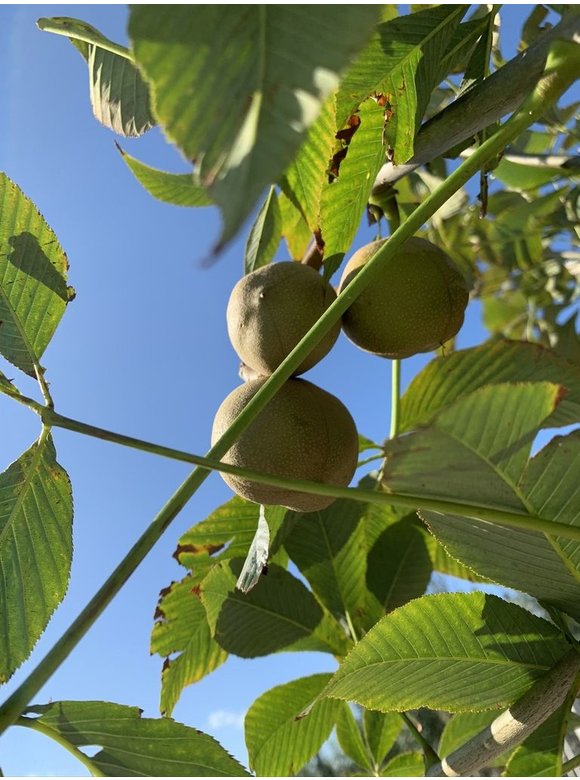 Gelbe Pavie 'Vestita' | Aesculus flava 'Vestita' Gelbe Pavie 'Vestita' | Aesculus flava 'Vestita'
