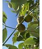 Gelbe Pavie 'Vestita' | Aesculus flava 'Vestita' Gelbe Pavie 'Vestita' | Aesculus flava 'Vestita'