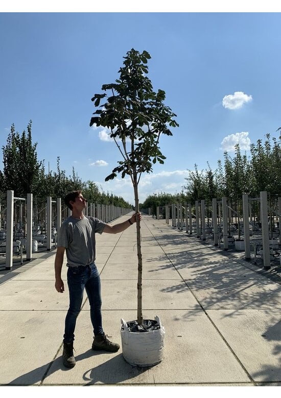 Gewöhnliche Rosskastanie | Aesculus hippocastanum