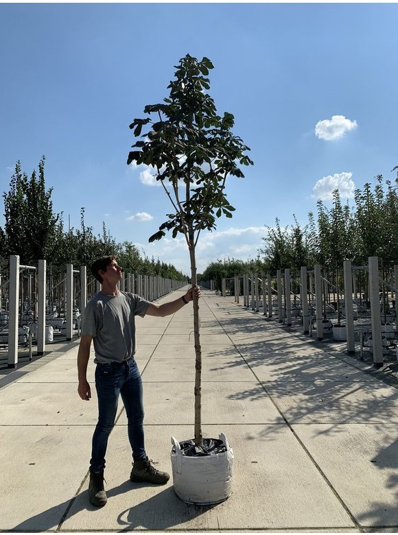 Gemeine Rosskastanie | Aesculus hippocastanum Gemeine Rosskastanie | Aesculus hippocastanum