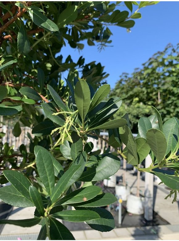 Erdbeerbaum - Westlicher Erdbeerbaum | Arbutus unedo Erdbeerbaum - Westlicher Erdbeerbaum | Arbutus unedo