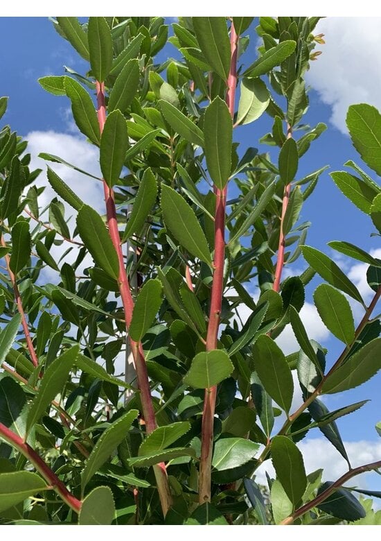 Erdbeerbaum | Arbutus unedo