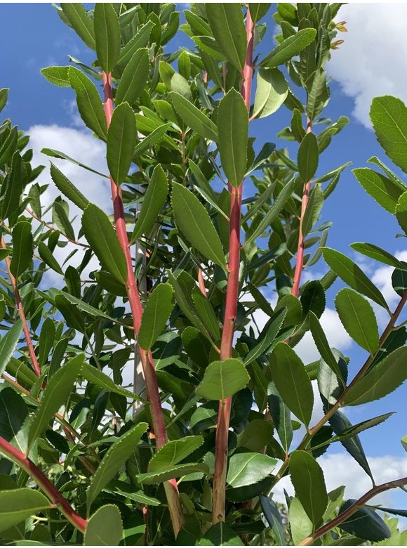 Erdbeerbaum - Westlicher Erdbeerbaum | Arbutus unedo Erdbeerbaum - Westlicher Erdbeerbaum | Arbutus unedo