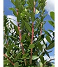 Erdbeerbaum - Westlicher Erdbeerbaum | Arbutus unedo
