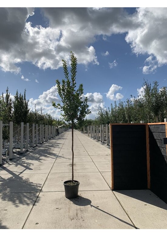 Erdbeerbaum - Westlicher Erdbeerbaum | Arbutus unedo