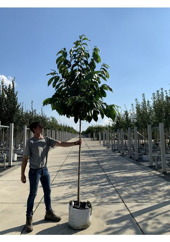 Indianerbanane - Pawpaw | Asimina triloba Indianerbanane - Pawpaw | Asimina triloba