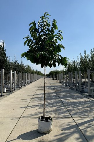 Indianerbanane - Pawpaw | Asimina triloba