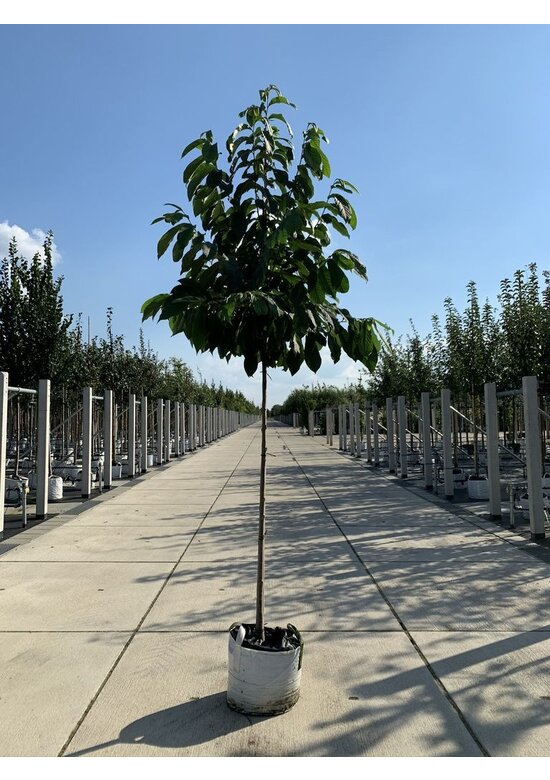 Indianerbanane - Pawpaw | Asimina triloba Indianerbanane - Pawpaw | Asimina triloba