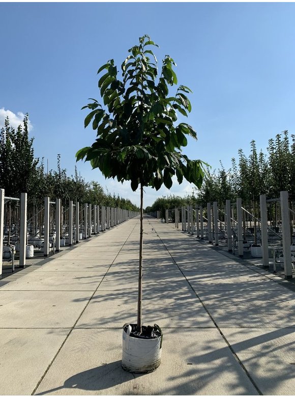 Indianerbanane - Pawpaw | Asimina triloba Indianerbanane - Pawpaw | Asimina triloba