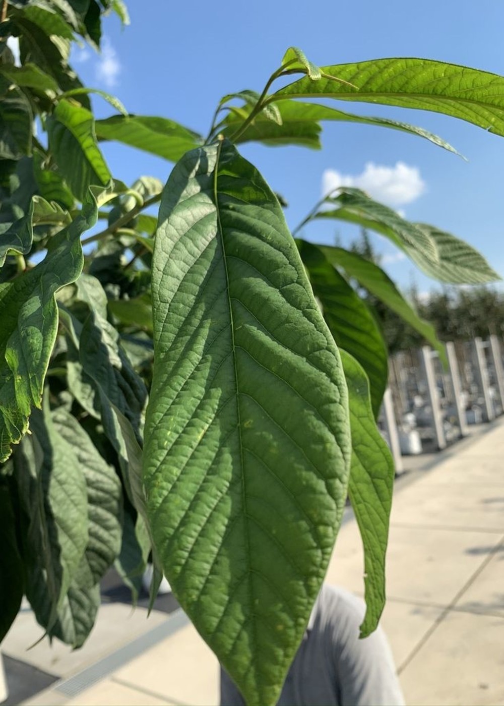 Indianerbanane | Asimina triloba Indianerbanane | Asimina triloba