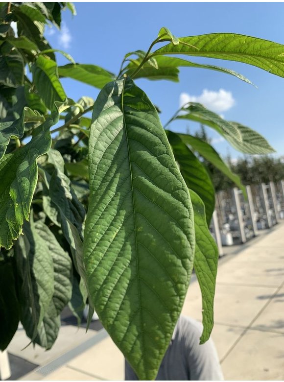 Indianerbanane - Pawpaw | Asimina triloba Indianerbanane - Pawpaw | Asimina triloba