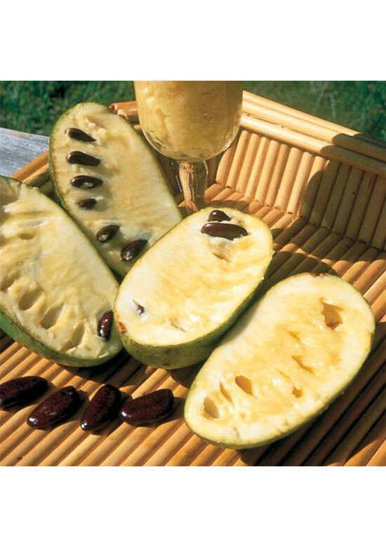 Indianerbanane - Pawpaw | Asimina triloba