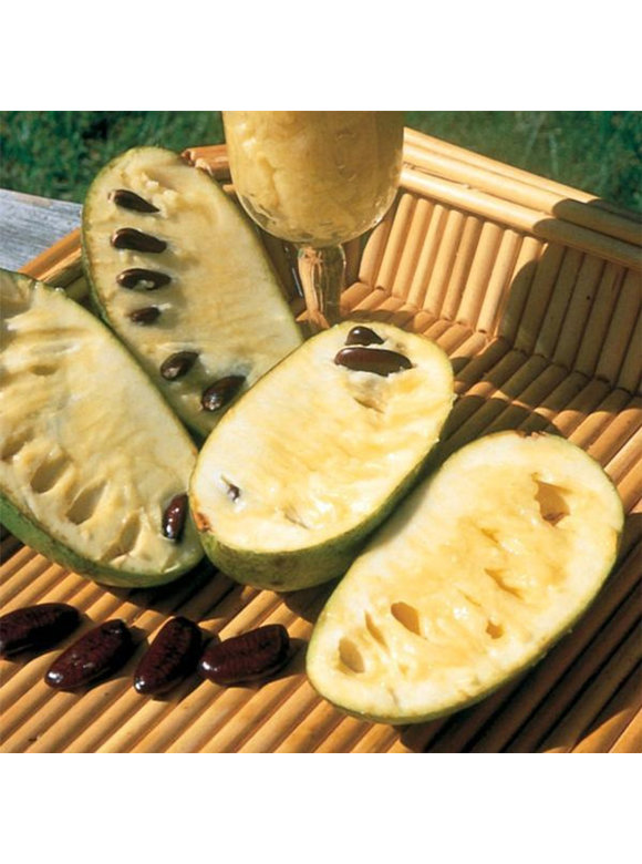 Indianerbanane - Pawpaw | Asimina triloba Indianerbanane - Pawpaw | Asimina triloba