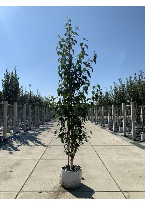 Kupfer-Birke 'Fascination' | Betula albosinensis 'Fascination'