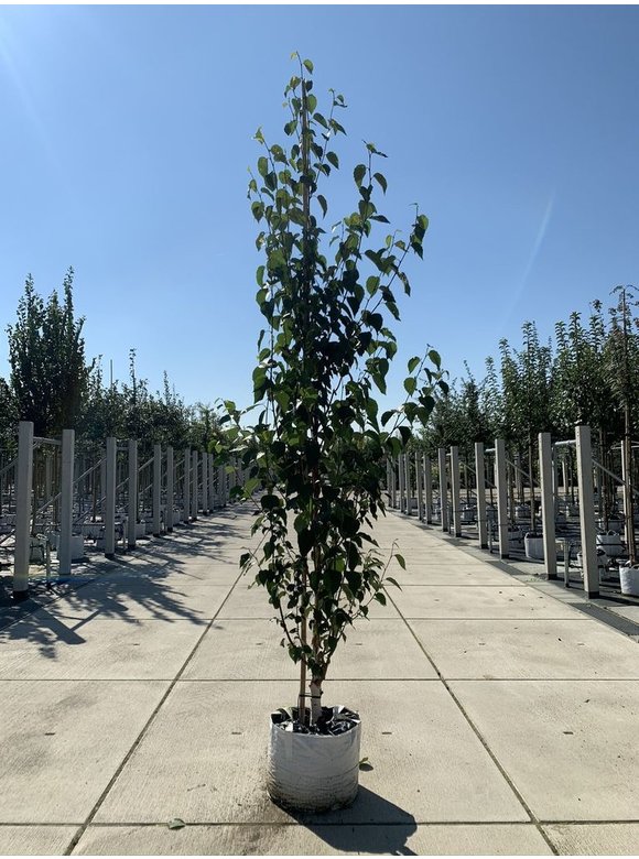 Kupfer-Birke 'Fascination' | Betula albosinensis 'Fascination' Kupfer-Birke 'Fascination' | Betula albosinensis 'Fascination'