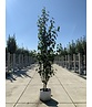 Kupfer-Birke 'Fascination' | Betula albosinensis 'Fascination'