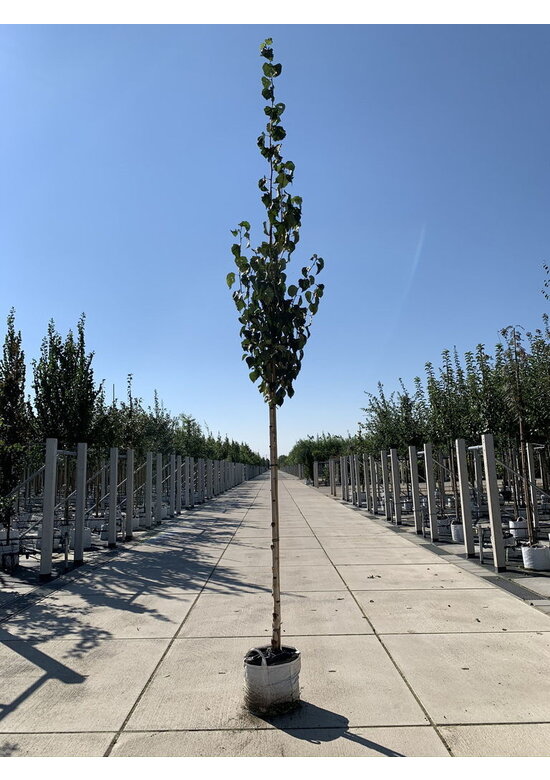 Gold-Birke | Betula ermanii