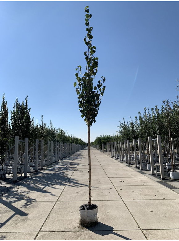 Gold-Birke | Betula ermanii Gold-Birke | Betula ermanii